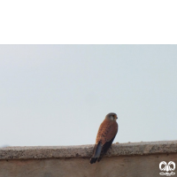 گونه دلیجه Common Kestrel